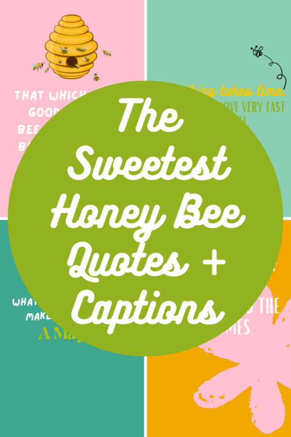 The Sweetest Honey Bee Quotes + Captions Darling Quote