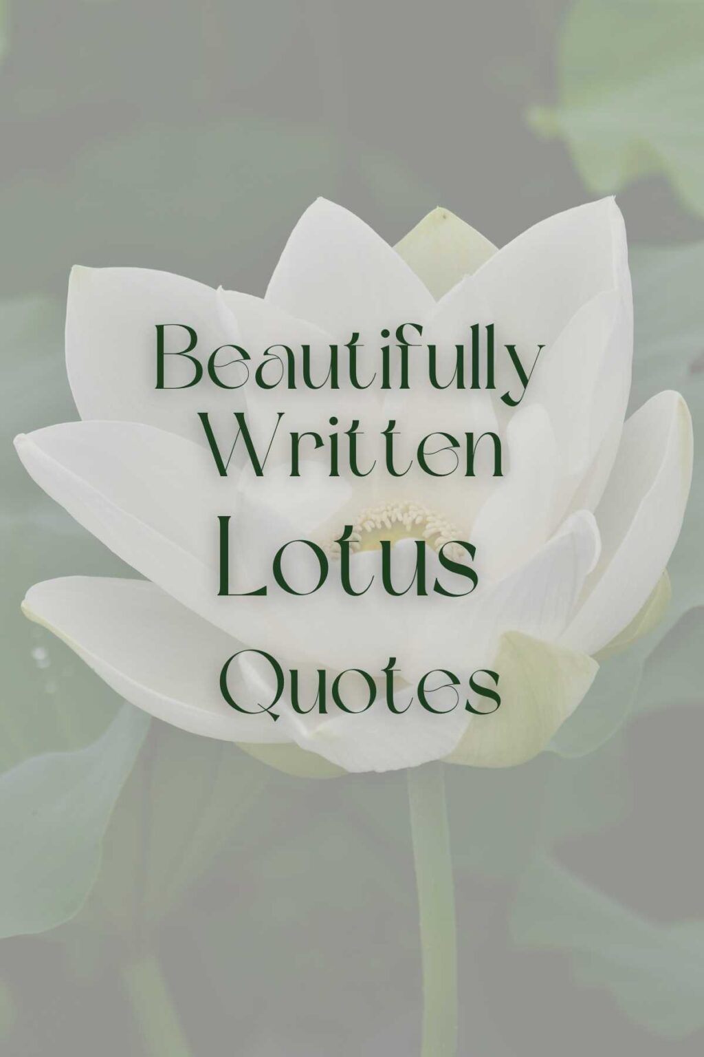 73 Lotus Flower Quotes Beautifully Written Darling Quote