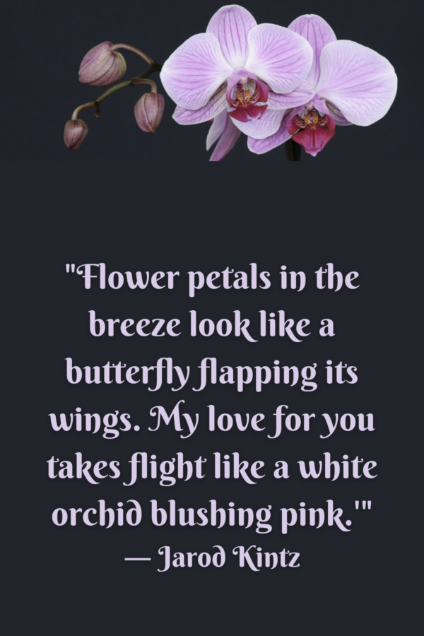 63 Unique Orchid Quotes To Help You Bloom Darling Quote