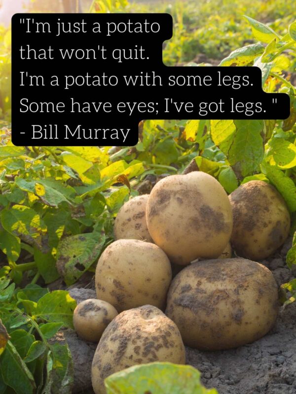 best-potato-quotes-for-food-lovers-darling-quote
