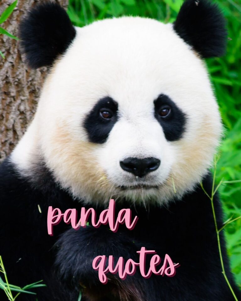 37 Cute & Fun Panda Quotes Darling Quote