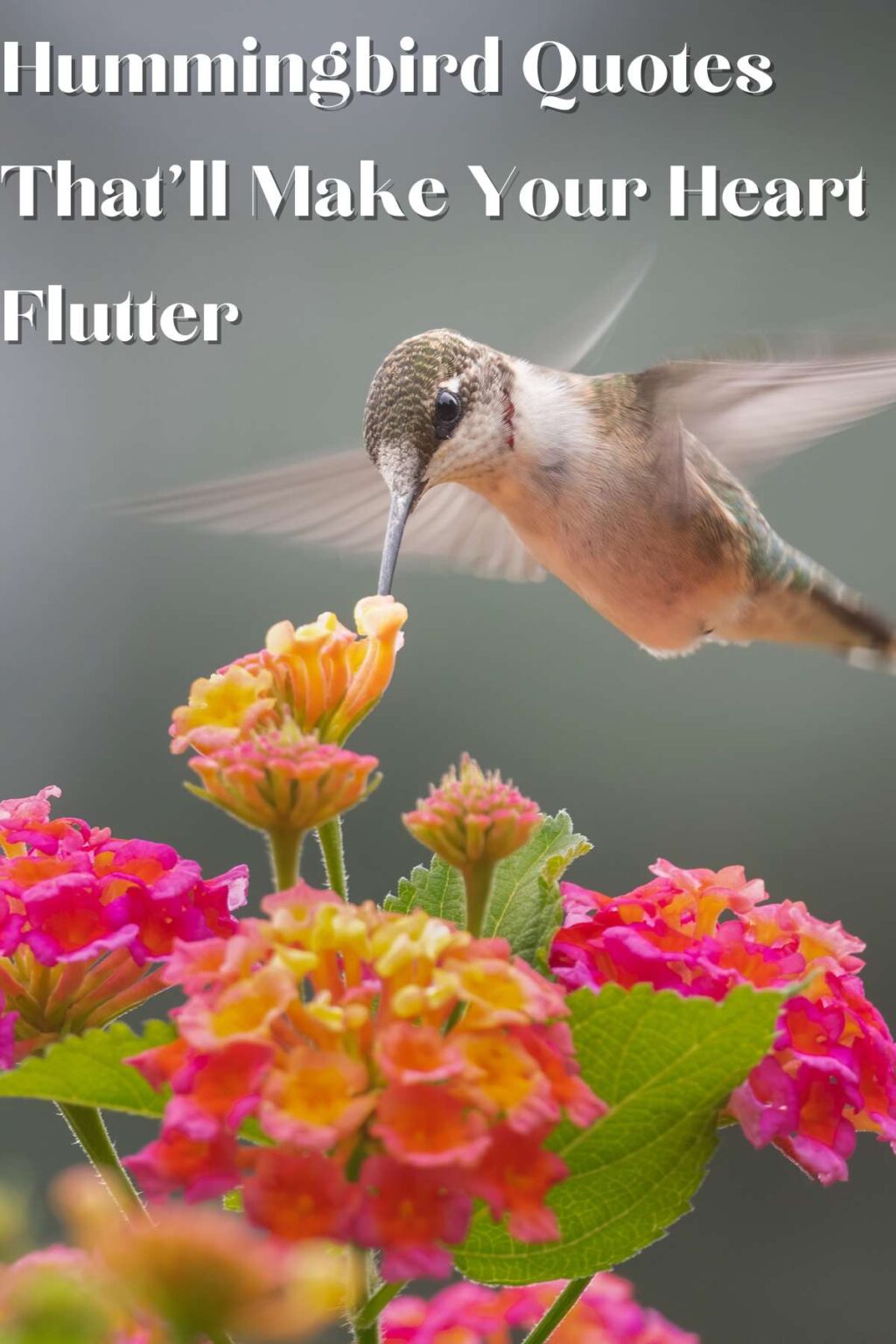 Long Hummingbird Quotes That'll Make Your Heart Flutter Darling Quote