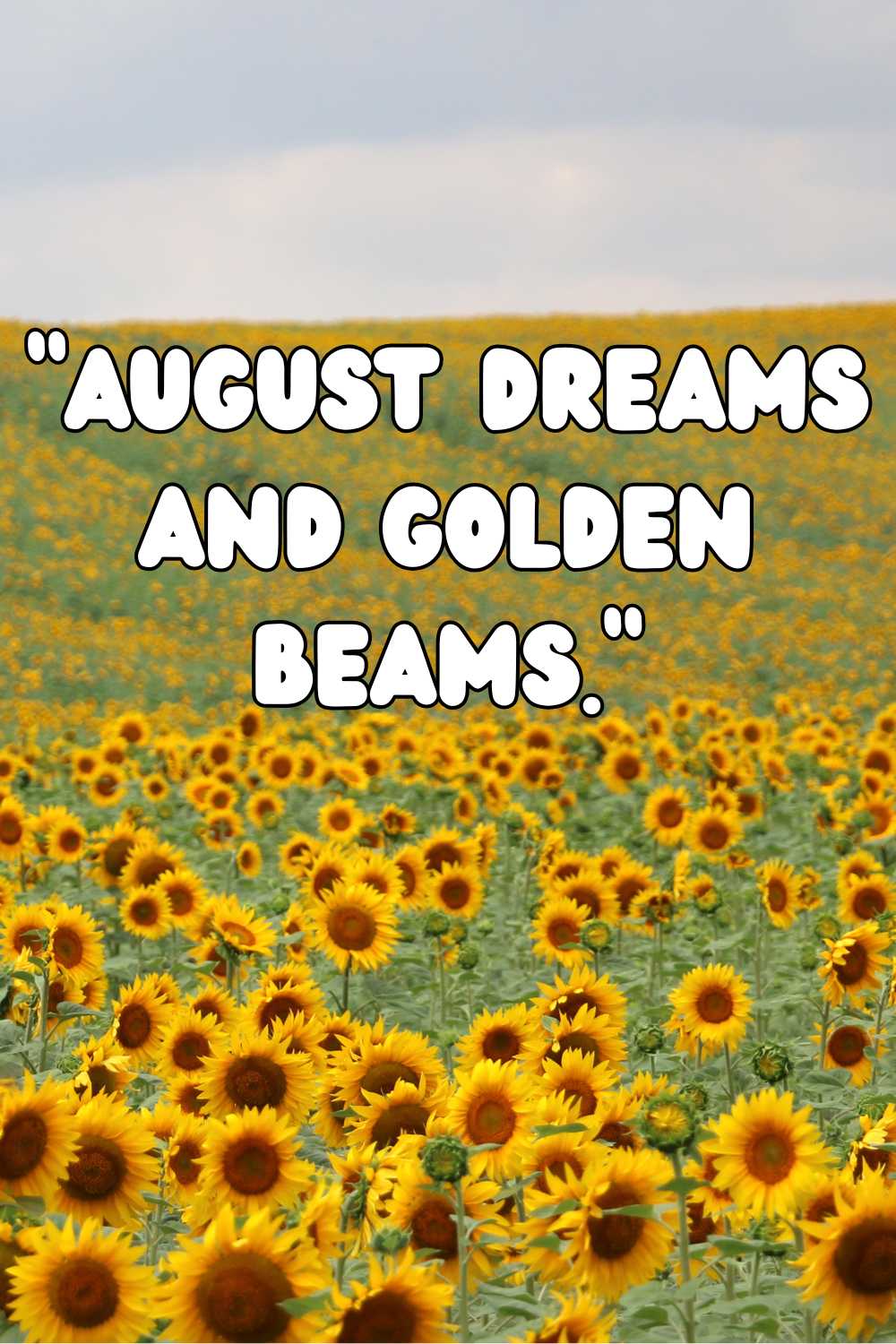 august dreams and golden beams