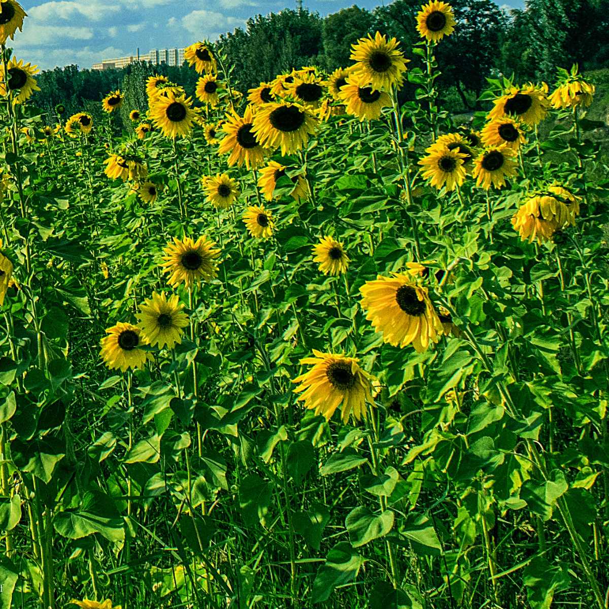 65+ Nostalgic Summertime Quotes to Bring Back the Sunshine