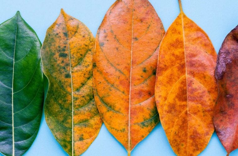 fall leaves