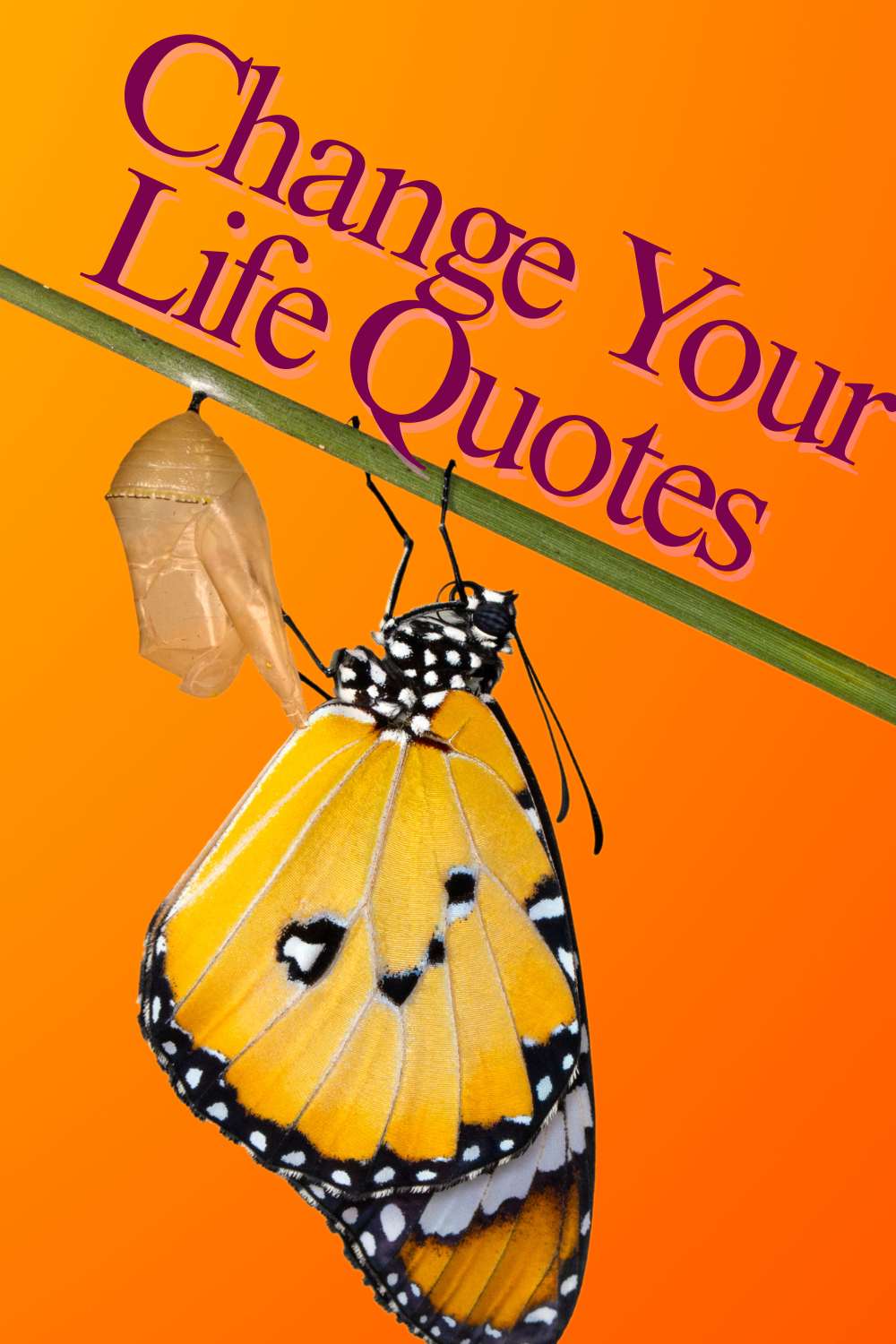Change your life quotes. Photo of a butterfly.